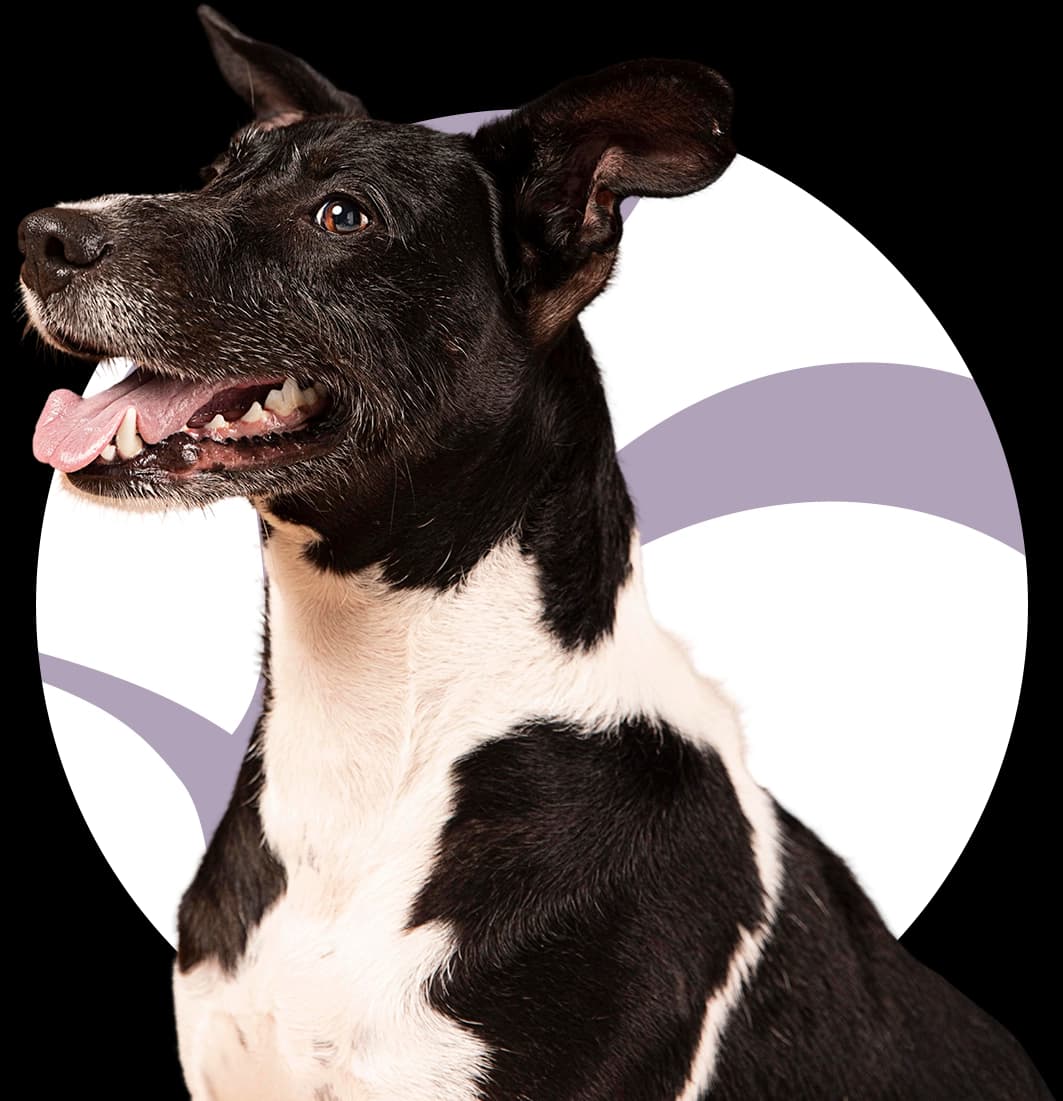 Os Laudos do seu Pet a um Clique de Distância!