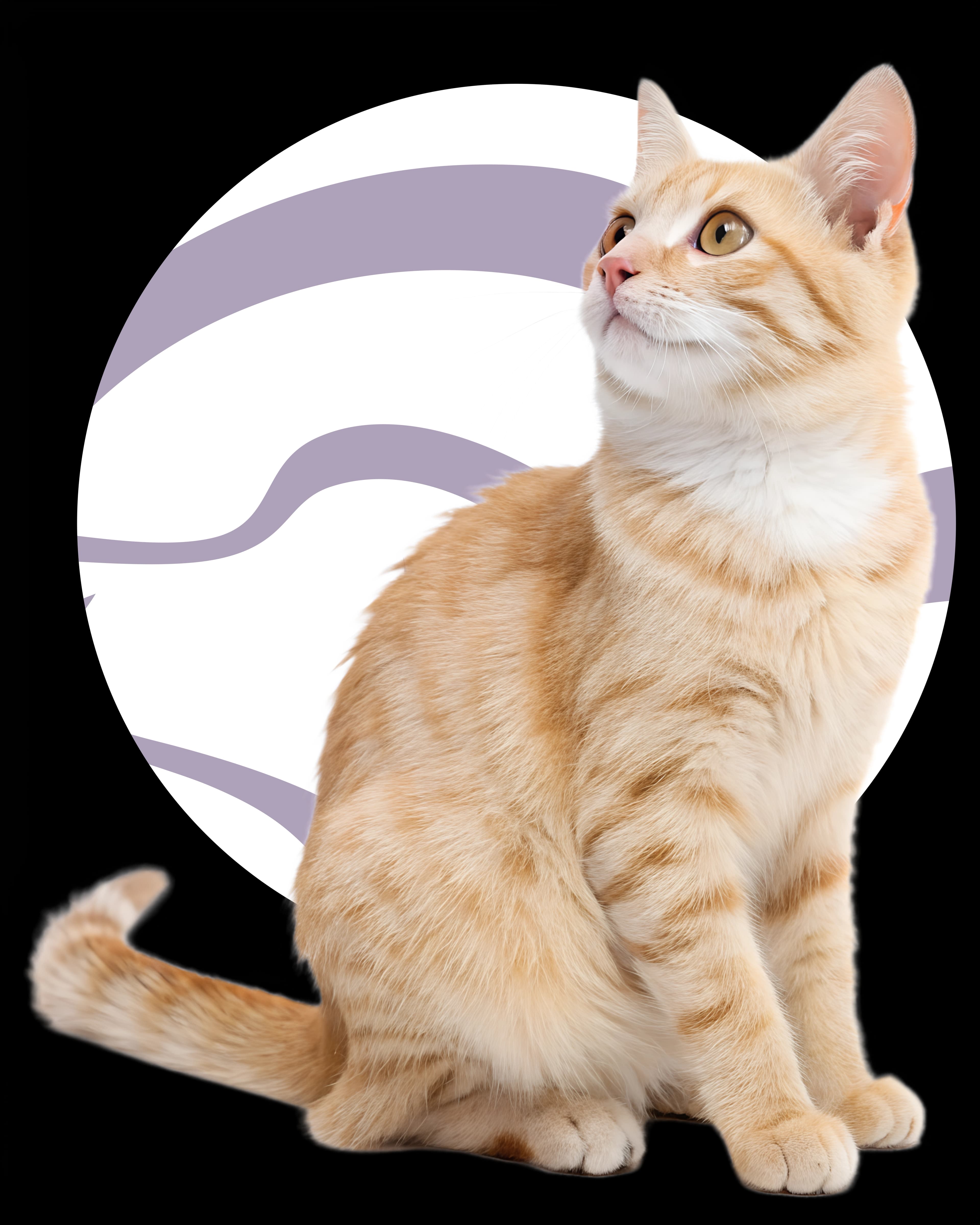 Excelência em Cardiologia Veterinária